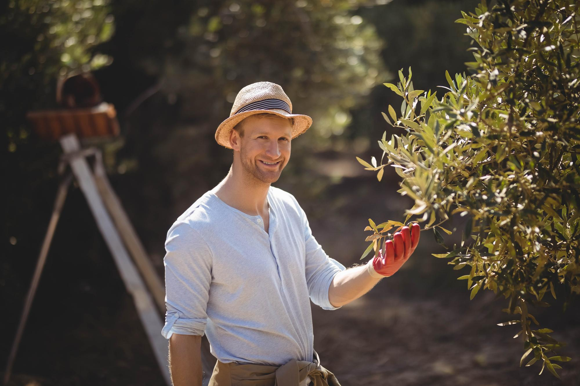 Olive oil