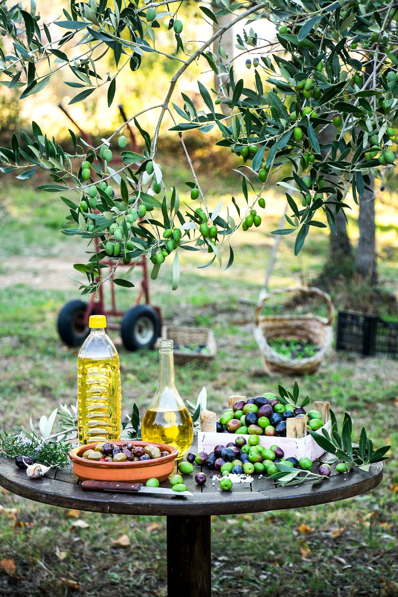 Nature Provence