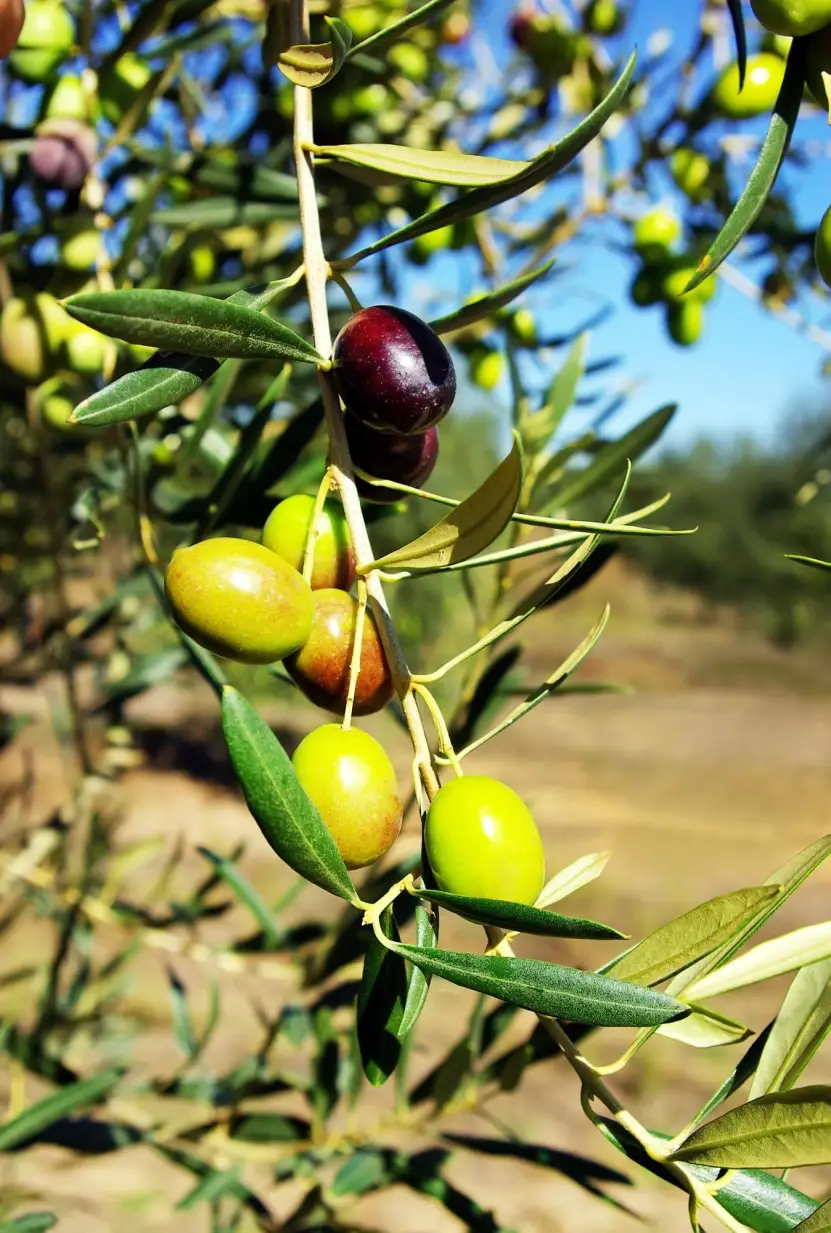 Huile d'olive de Provence